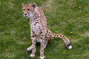 Cheetah