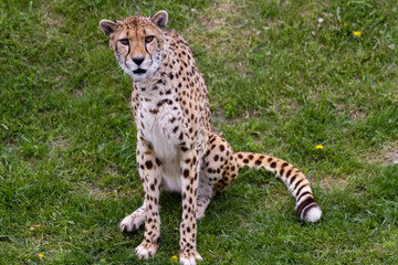 Cheetah