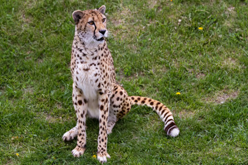 Cheetah