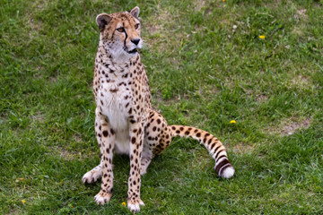 Cheetah