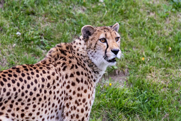 Cheetah
