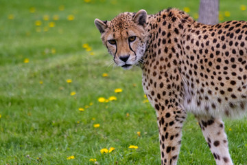 Cheetah