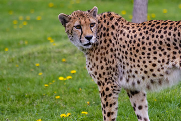 Cheetah