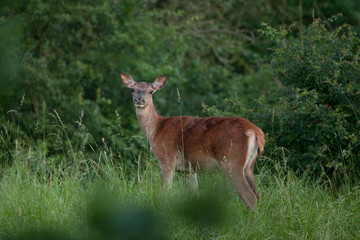 Naklejka na ściany i meble red deer, cervus elaphus, Bohemia forest