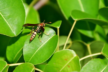 insecto, Galápagos