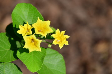 flor, Galápagos