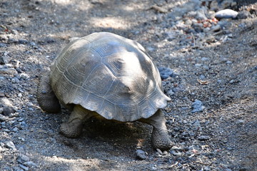 Obraz premium tortuga gigante, galápagos