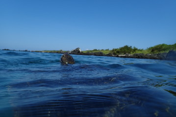 Fototapeta premium tortuga marina, glápagos
