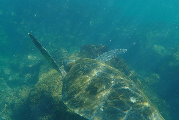 Fototapeta premium tortuga marina, glápagos