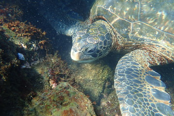 tortuga marina, glápagos