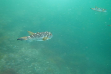 Fototapeta na wymiar peces, galápagos