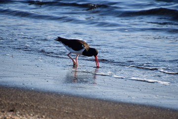 ostrero, Galápagos