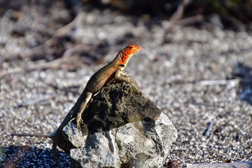 lagarto, galápagos