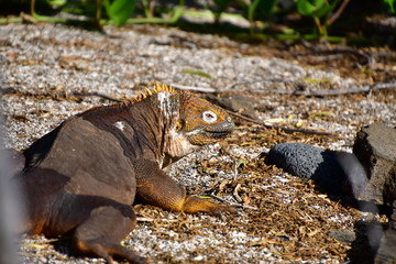 iguana terrestre, galápagos