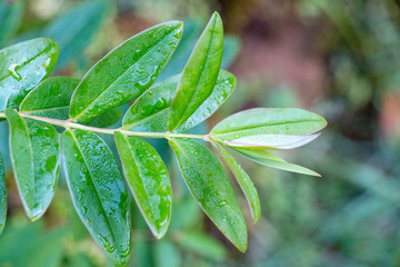 group of green leaf with sunlight