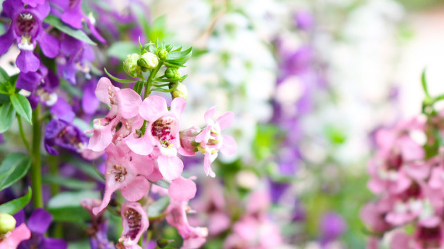 Angelonia goyazensis Benth flowers background
