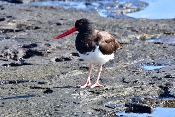 ostrero, Galápagos