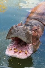 Fototapeta premium Hippopotamus