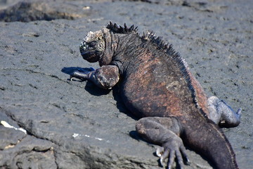 iguana marina, galápagos
