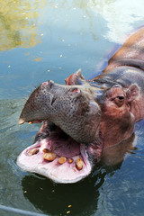 Hippopotamus
