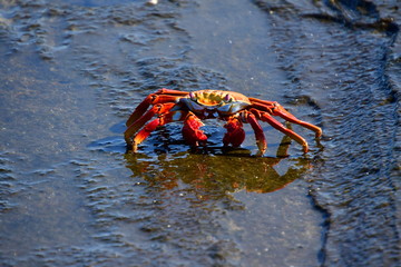 cangrejo, galápagos