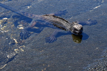 iguana marina, Galápagos
