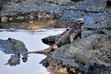 iguana marina, Galápagos