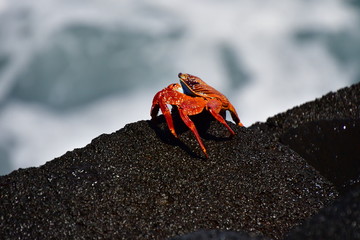 cangrejo, galápagos