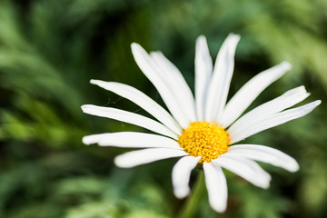 Fototapeta premium White african daisy flower