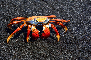 cangrejo, galápagos