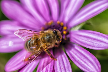 Close up of a bee on a purple African Daisy
