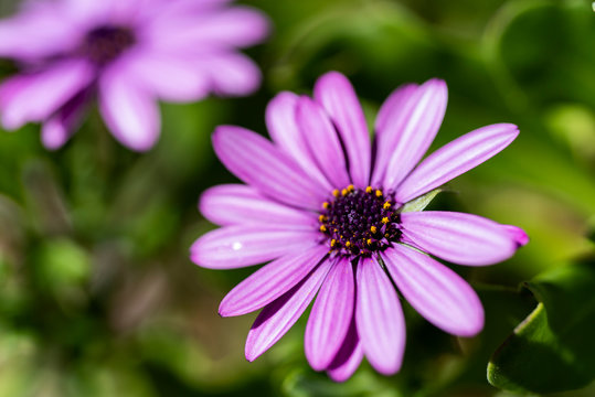 Purple african daisy flower.