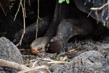 tortuga gigante, galápagos