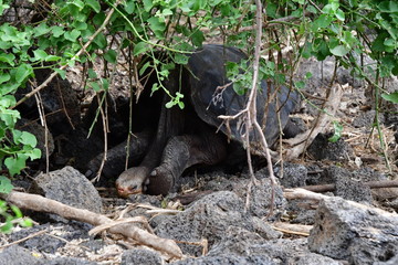 tortuga gigante, galápagos