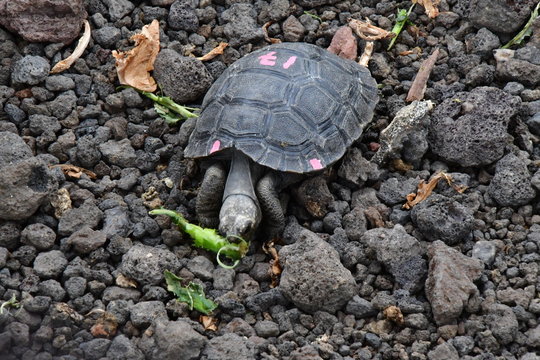 tortuga gigante, galápagos