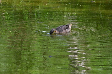 pato, Galápagos