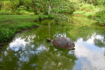 tortuga gigante, Galápagos