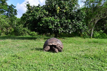 Naklejka premium tortuga gigante, Galápagos