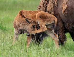Baby Bison Uses Back Leg to Scratch Itch