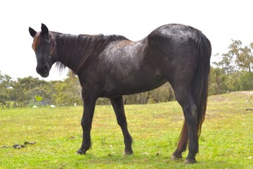 Black horse in a field with a shiny coat looking back towards the camera