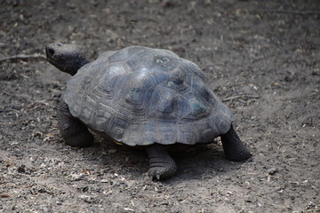 tortuga gigante, Galápagos
