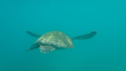 tortuga marina, Galápagos