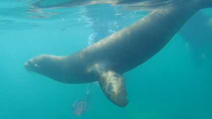 lobo marino, Galápagos