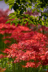 ヒガンバナ　リコリス　群生