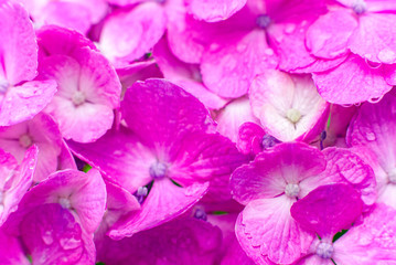 Pink Hydrangea Flowers on Dark Background