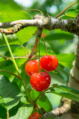 Obraz premium さくらんぼ