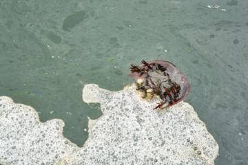 horseshoe crab floating upside down in scummy looking green ocean water with white foam may be dead or just the molted exoskeleton left behind by a healthy growing crab