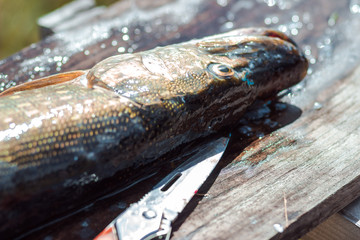 Freshwater pike fish preparation for grill. Healthy diet, nutrition