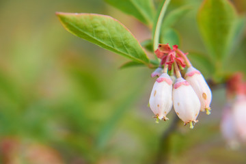 ブルーベリーの花　広いスペース