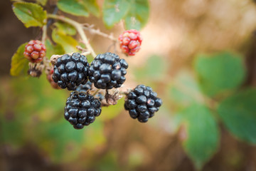 Fresh wild blackberries. Organic, healthy nutrition, food. Nature protection